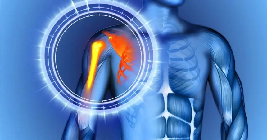 A diagram focusing on the structures of the shoulder