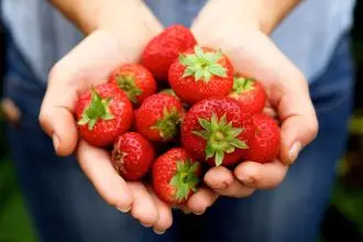 Strawberries in hand