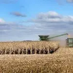 A farmer harvests corn near McIntire, Iowa, on Oct. 31, 2023.