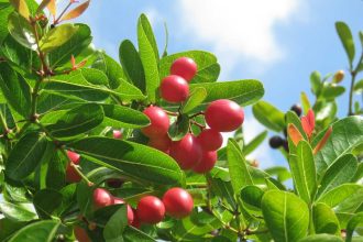 Karonda fruit