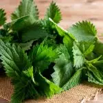 Stinging nettle benefits