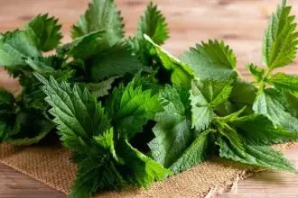 Stinging nettle benefits