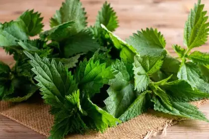 Stinging nettle benefits