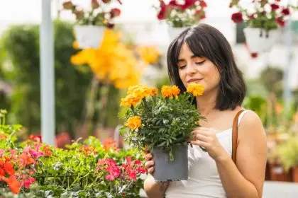 National Dengue Day 2025: 9 Plants to Repel Mosquitoes