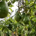 Is avocado oil really a seed oil? Make the confusion clear