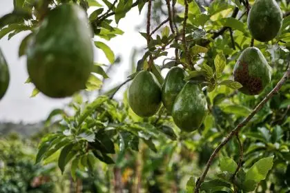 Is avocado oil really a seed oil? Make the confusion clear