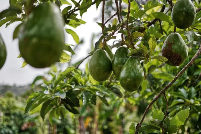 Is avocado oil really a seed oil? Make the confusion clear