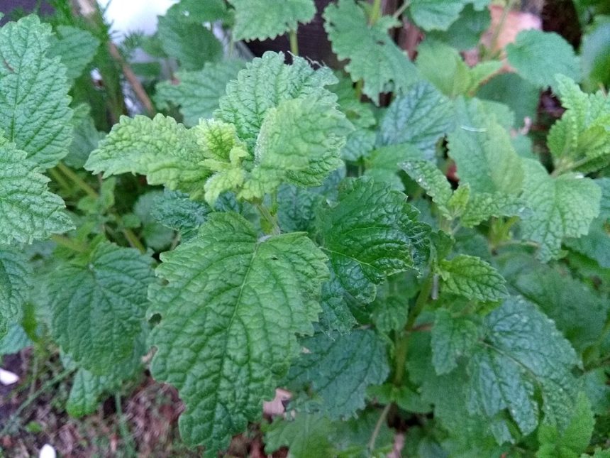 Everything you need to know about lemon balm tea and weight loss