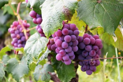 12 seasonal fruits packed with nutrients You should eat this fall